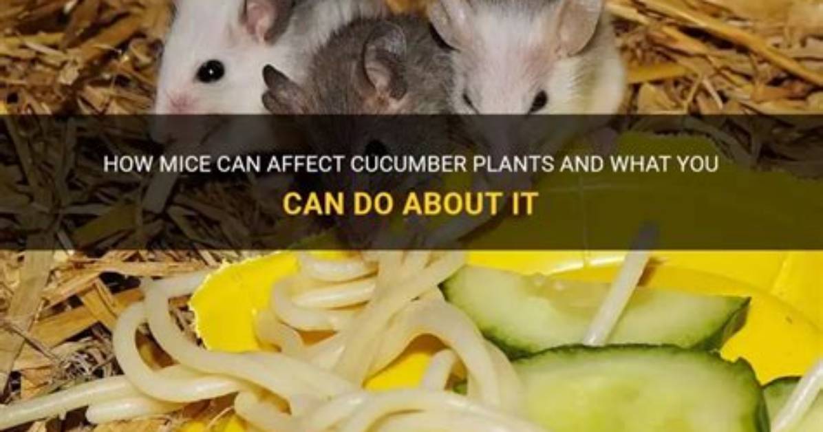 Can Mice Have Cucumber?