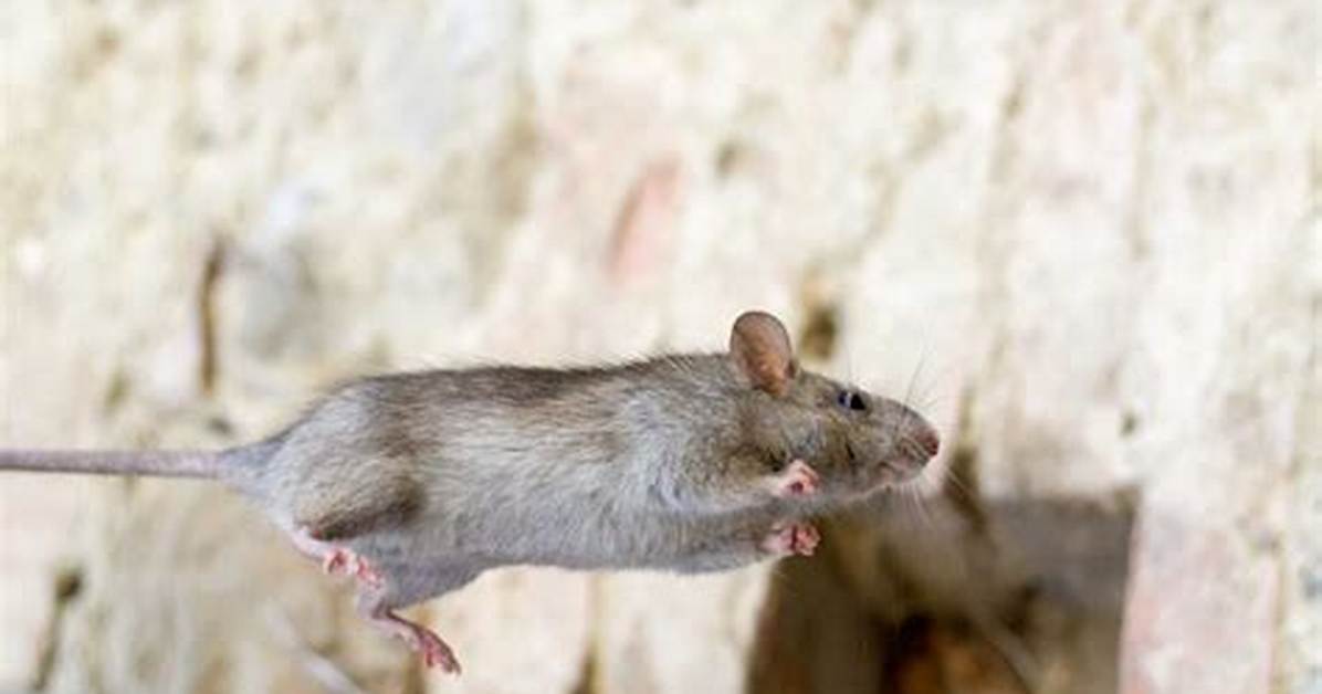 Can Mice Jump