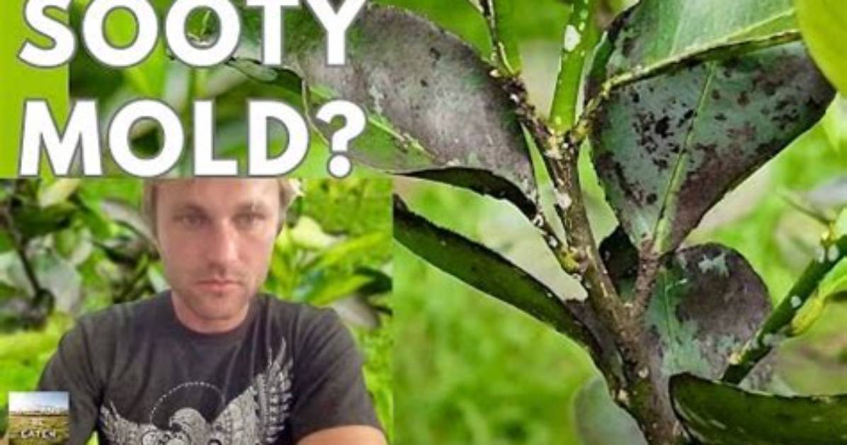 Can Mold Kill a Tree