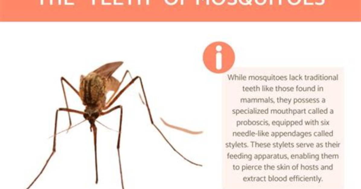 Can Mosquitoes Have Teeth?