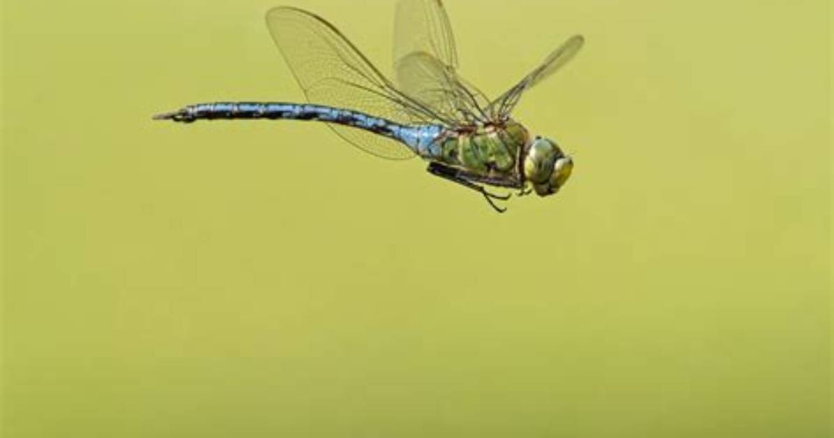 Can Most Insects Fly?