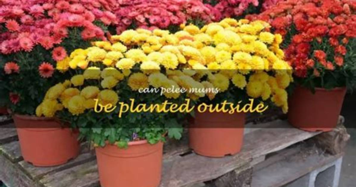 Can Mums Be Planted Outside