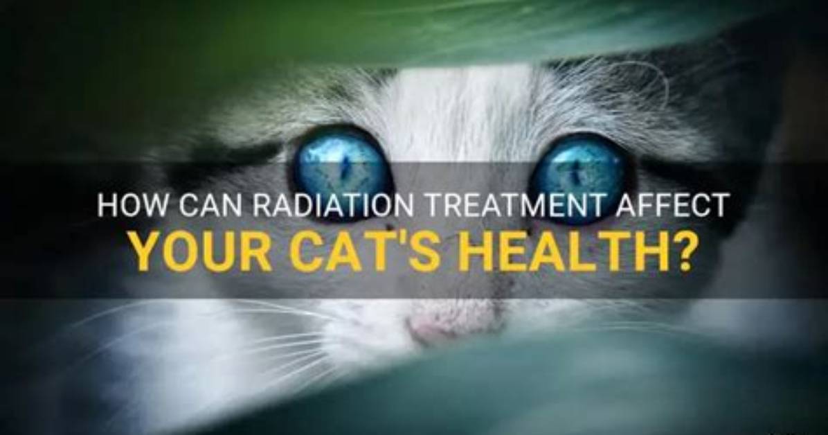Can My Chemo Affect My Cat