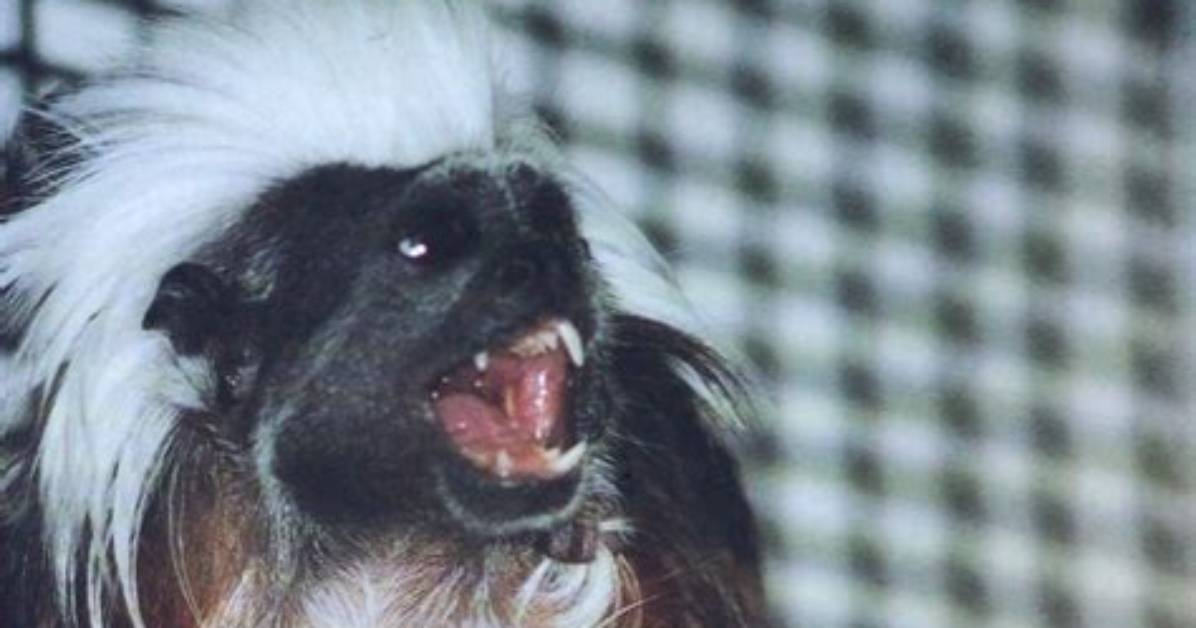 Can Nonhuman Primates Use Language?