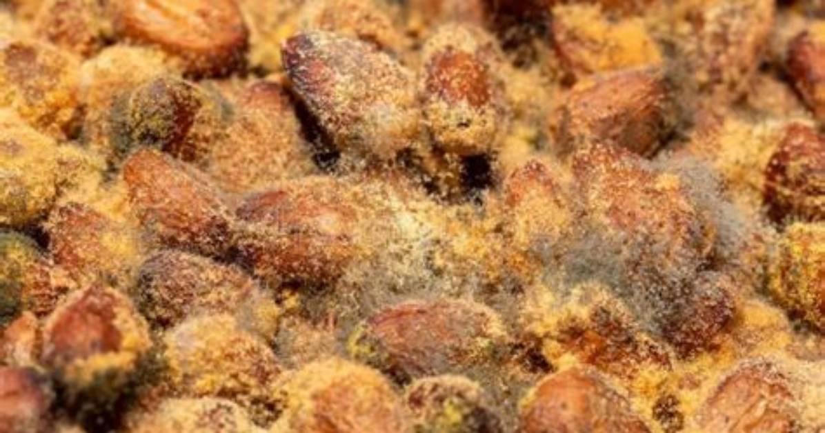 Can Nuts Get Moldy