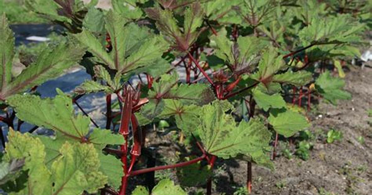 Can Okra Be Red