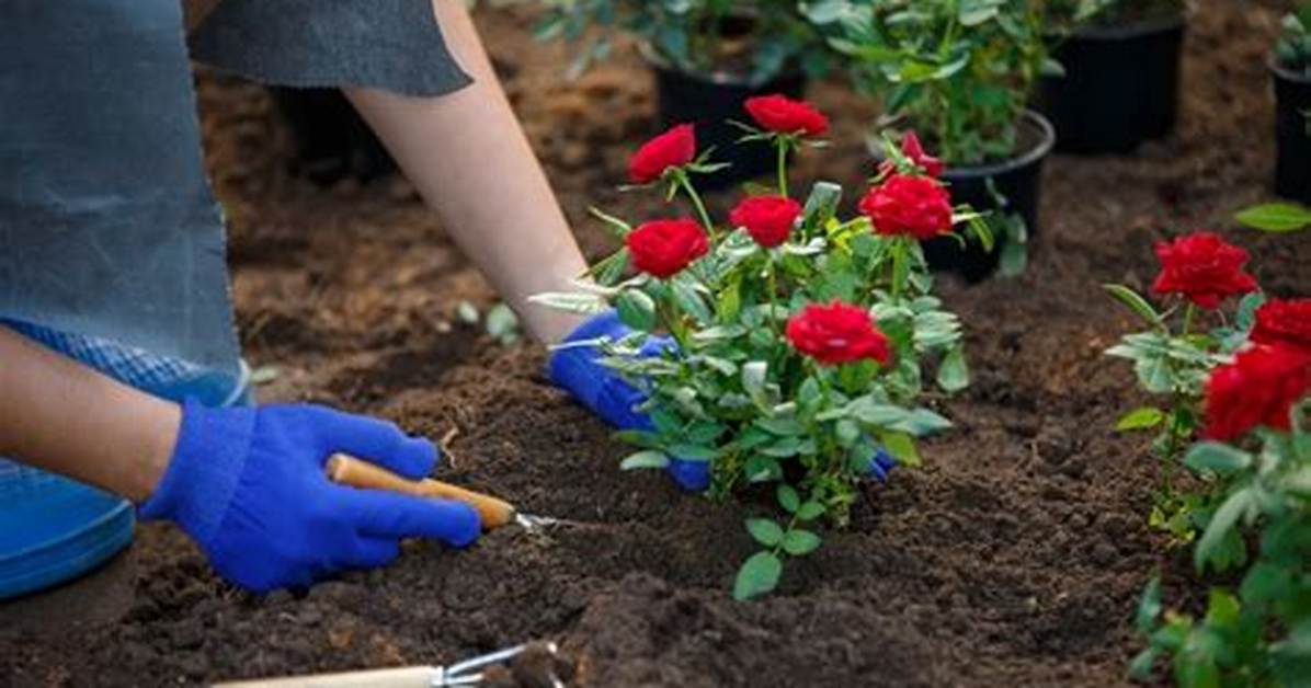 Can Old Roses Be Transplanted?