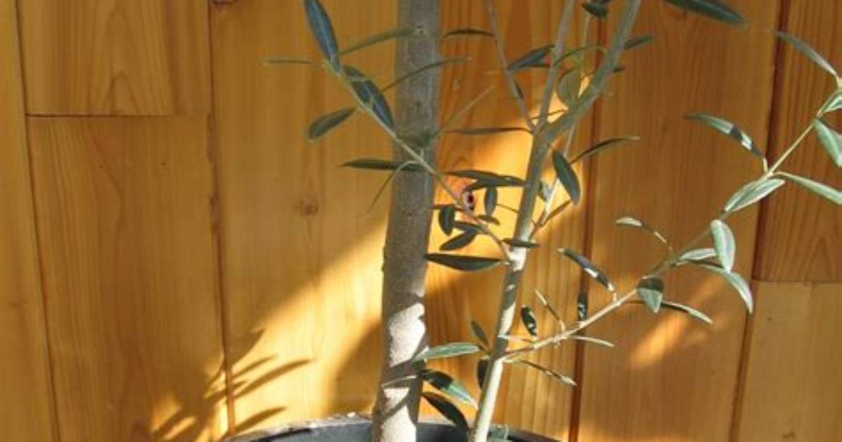 Can Olives Grow in Pots