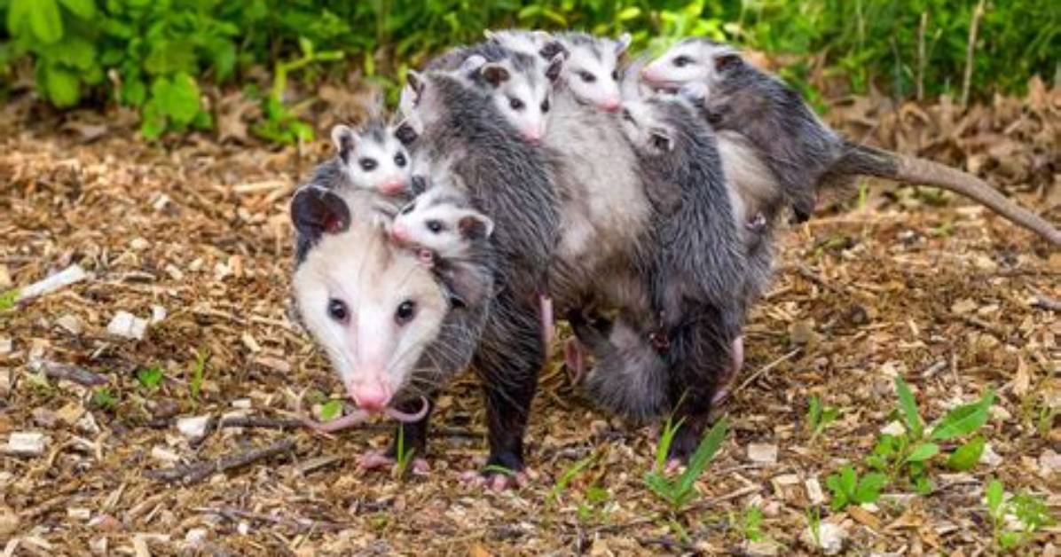 Can Opossums Get Rabies?