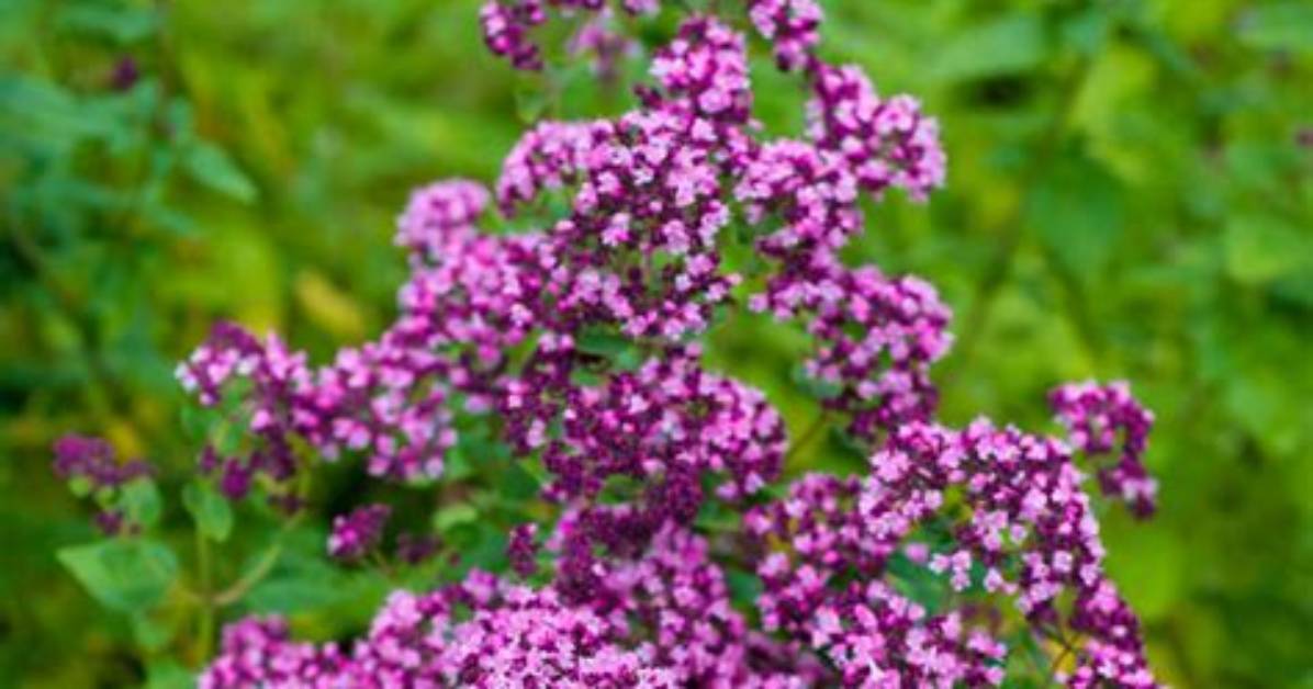 Can Oregano Kill Insects