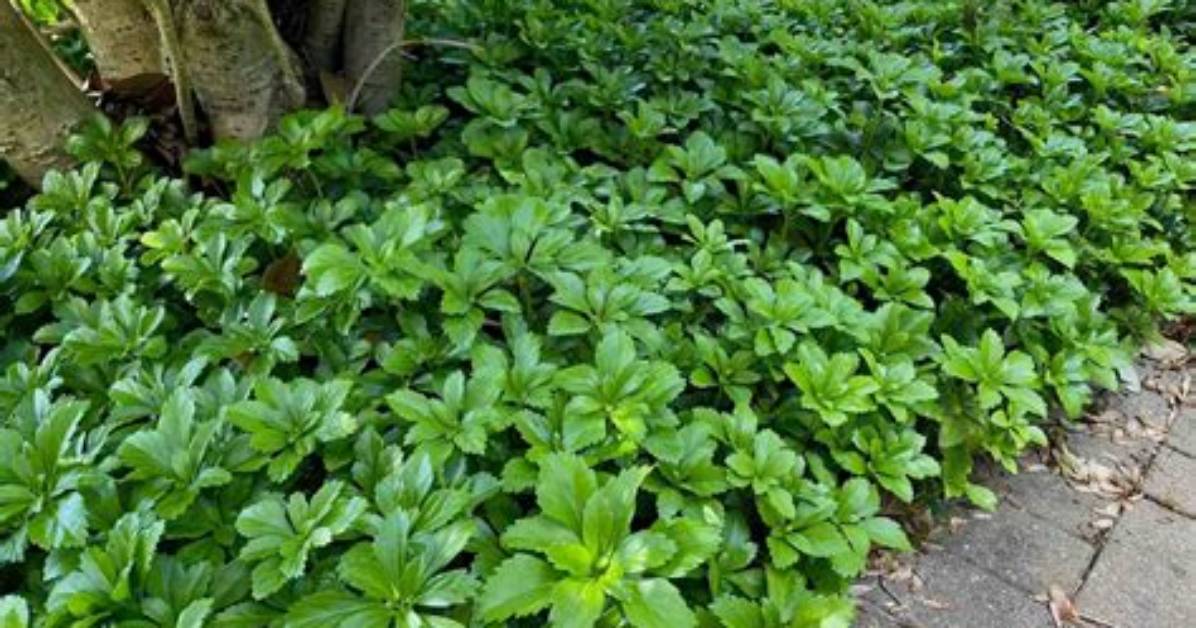 Can Pachysandra Be Transplanted?