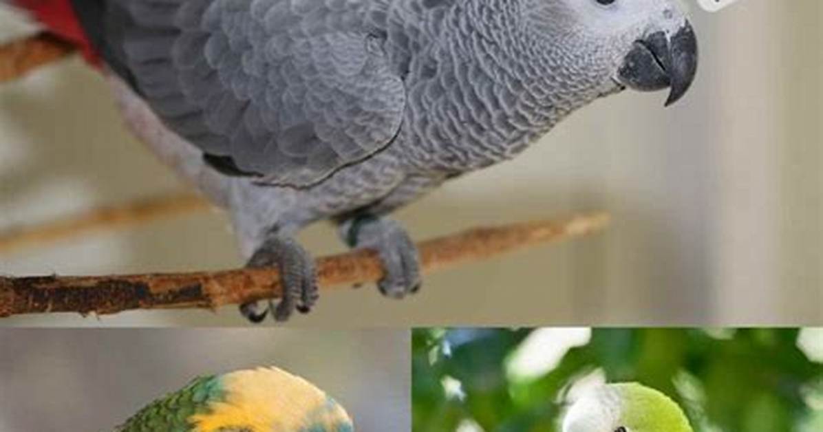 Can Parakeets Talk Like Parrots?