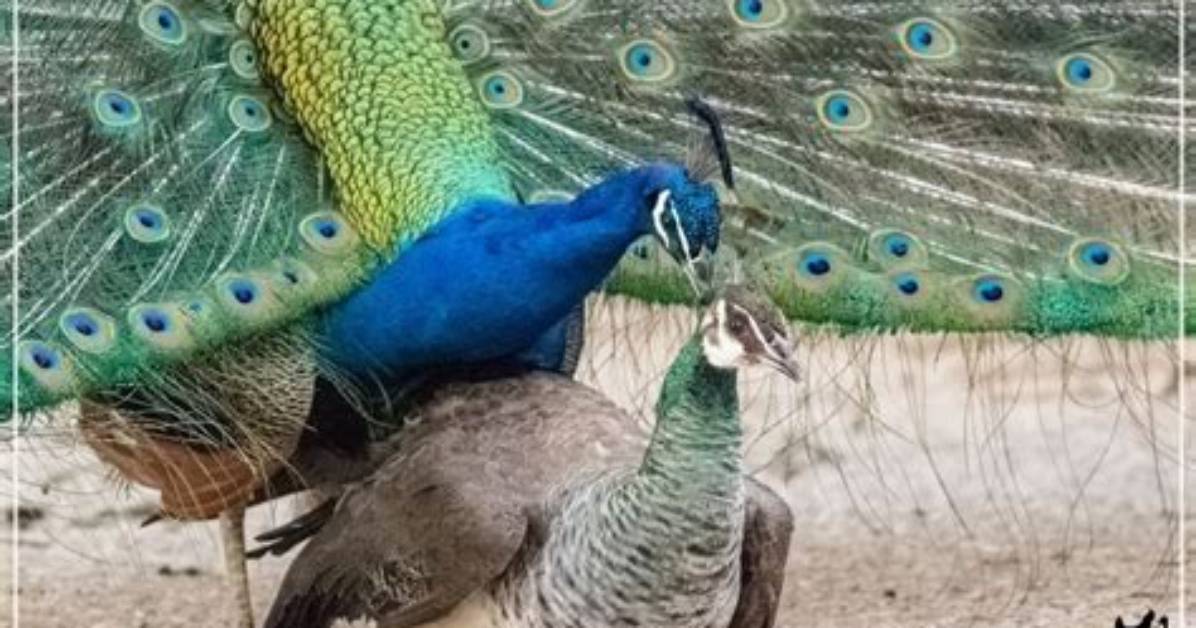 Can Peacocks Kill You
