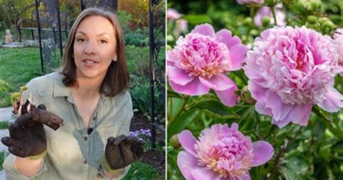 Can Peonies Survive Snow? | Contextresponse. Com