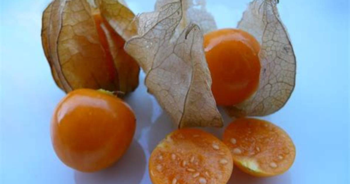 Can Physalis Be Poisonous