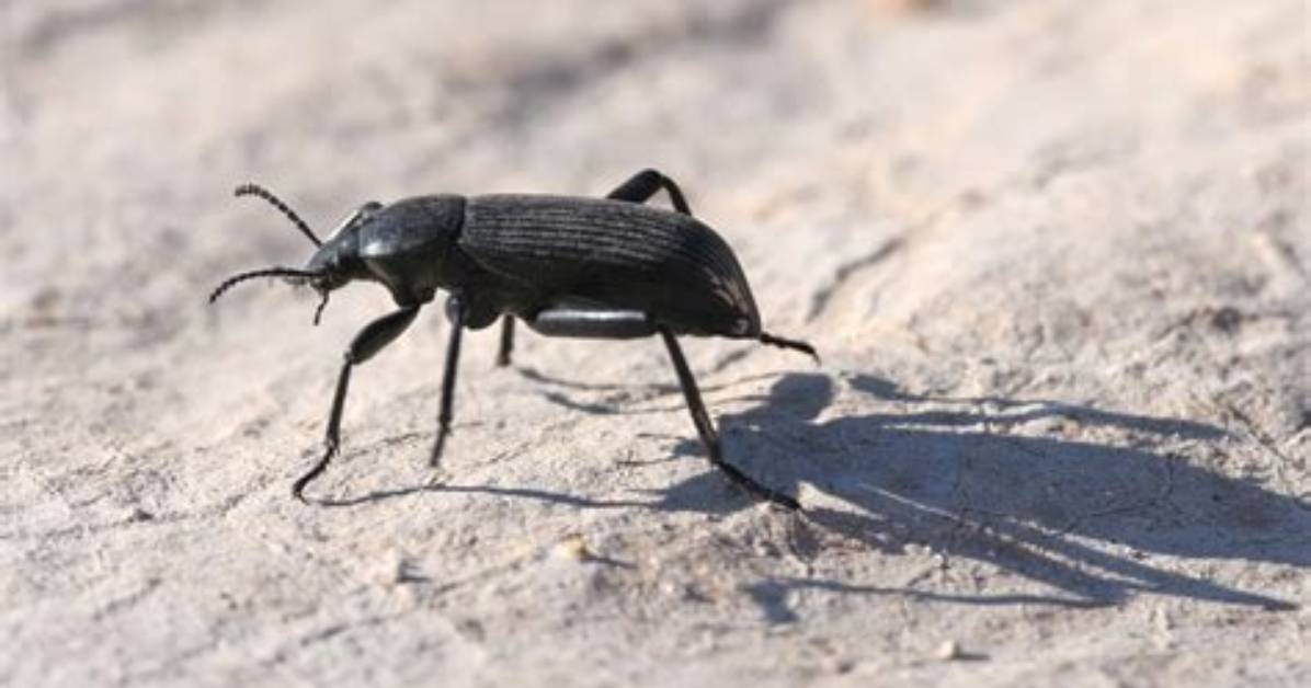 Can Pinacate Beetles Fly
