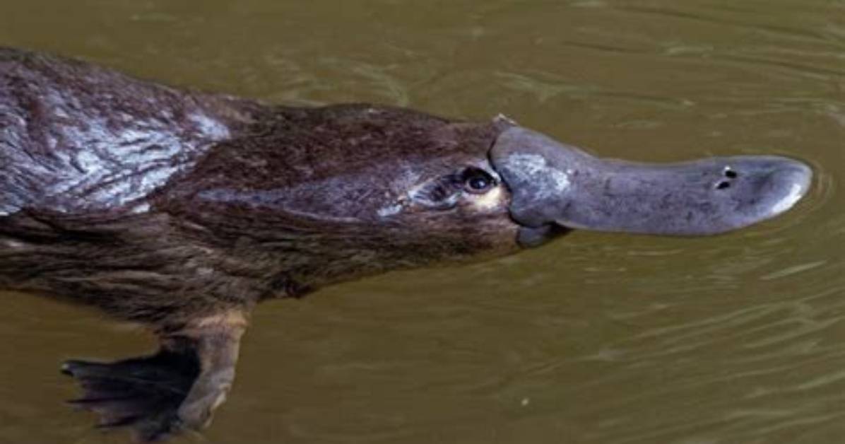 Can Platypus Kill You?