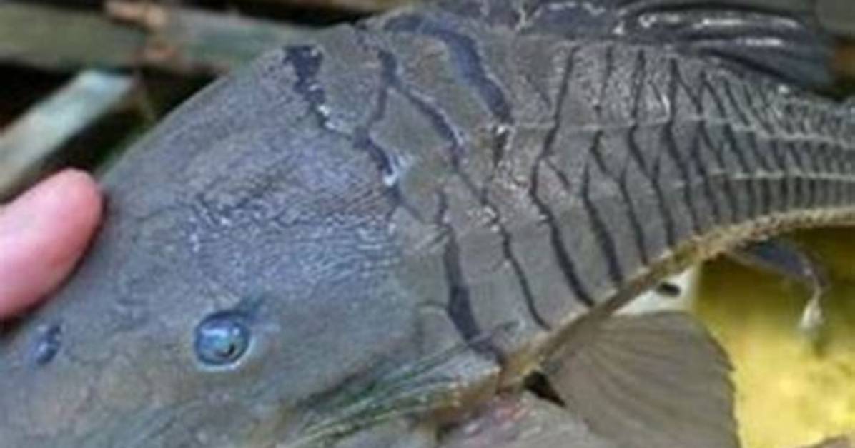 Can Pleco Kill Other Fish