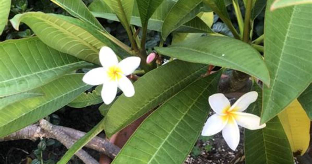 Can Plumerias Get Too Much Sun