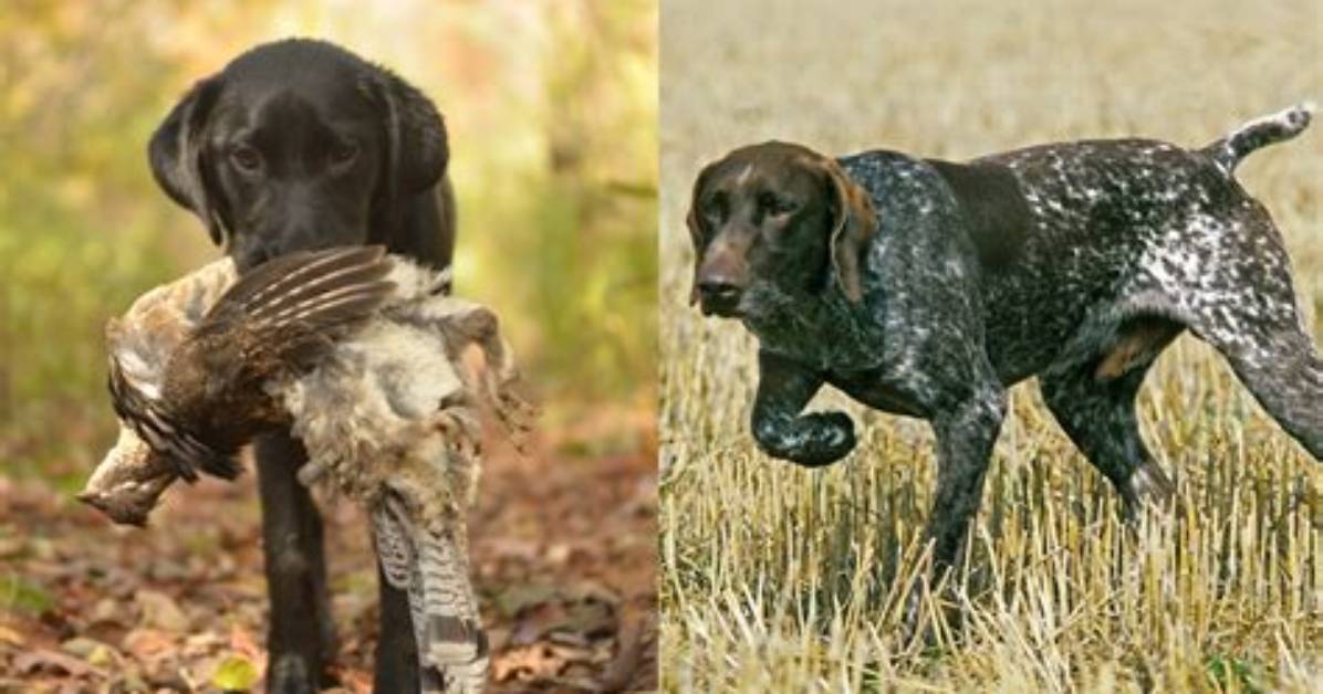 Can Pointers and Flushers Hunt Together?