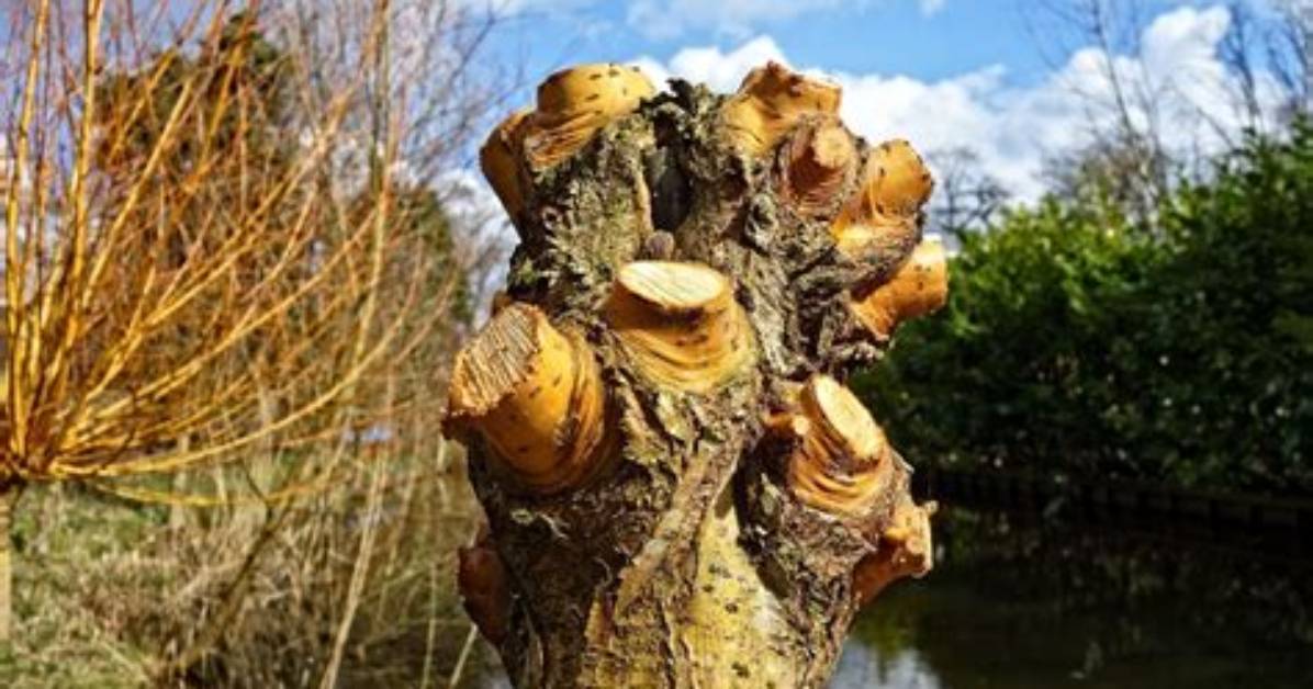 Can Pollarding Kill a Tree?