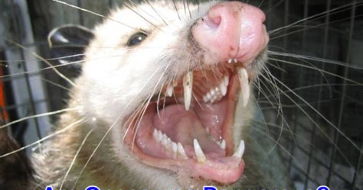 Can Possum Attack Dogs