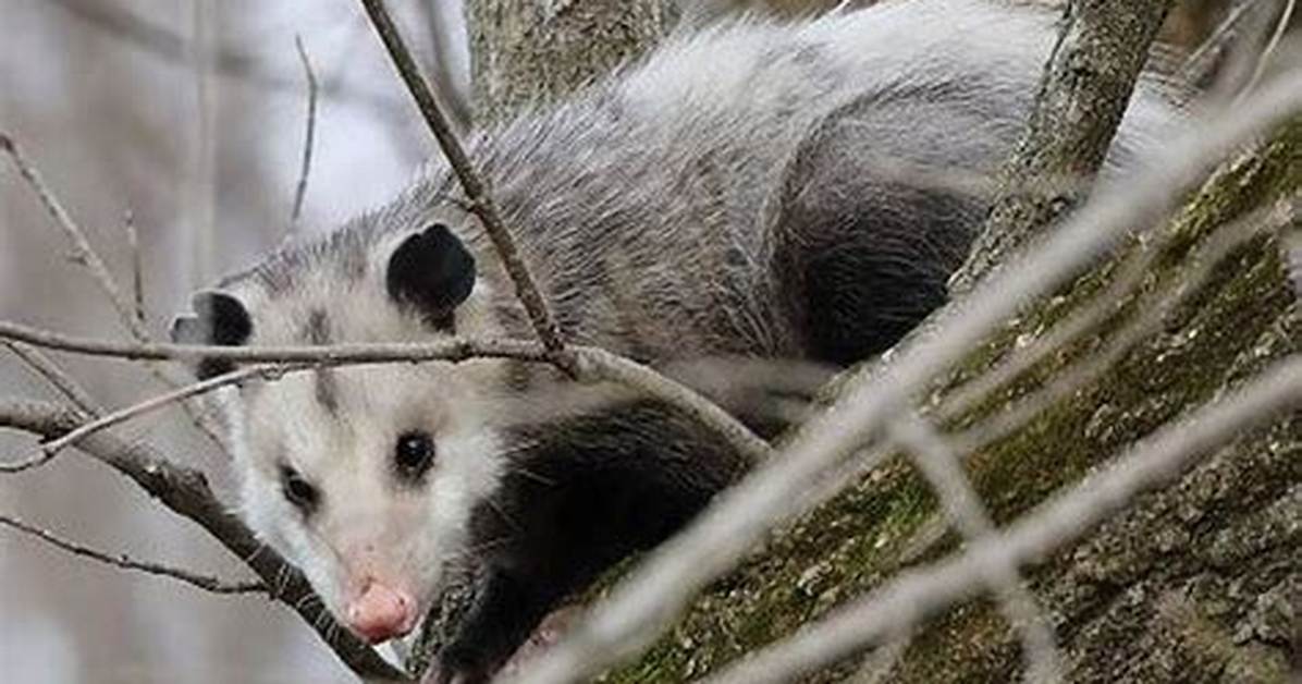 Can Possums Climb Trees?