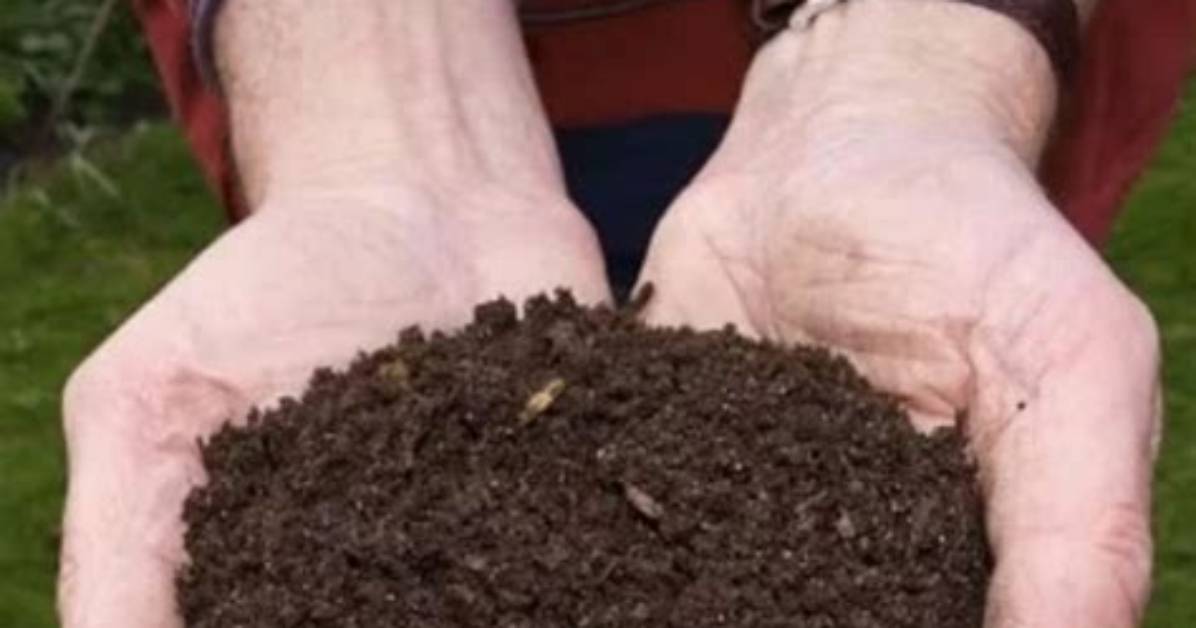 Can Potato Plants Be Composted