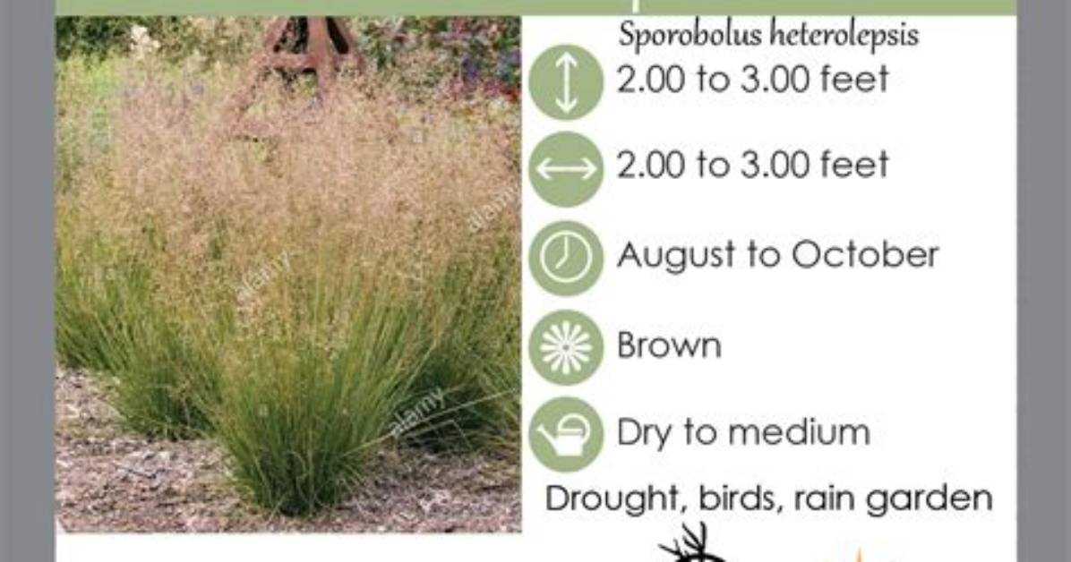 Can Prairie Dropseed Be Transplanted?