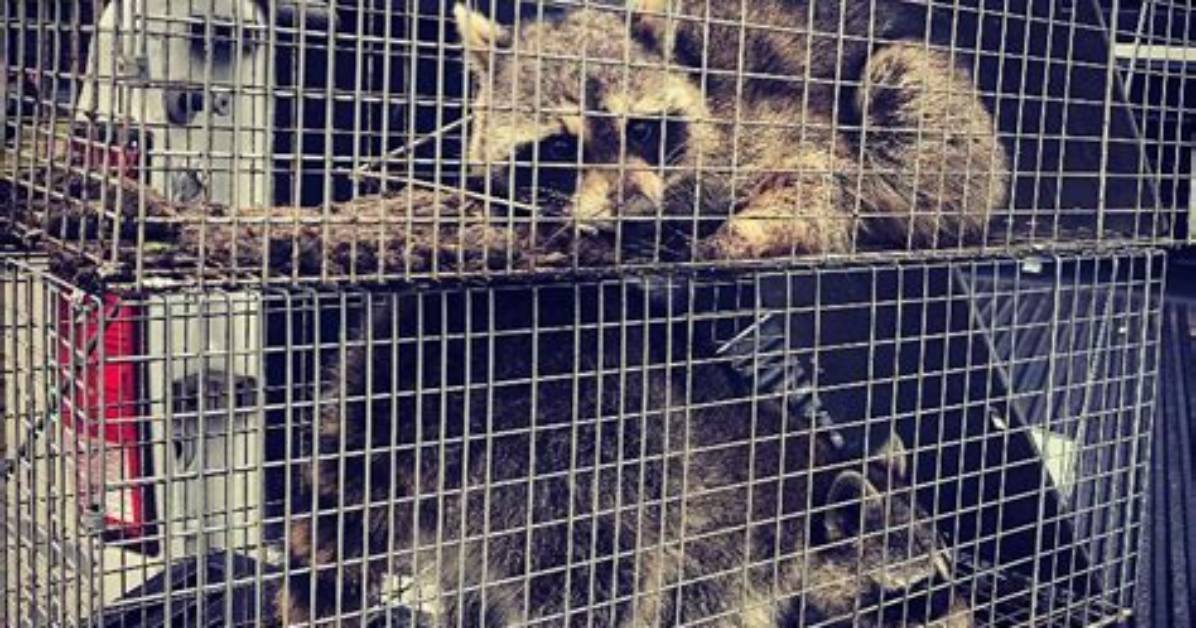 Can Racoons Be Relocated?