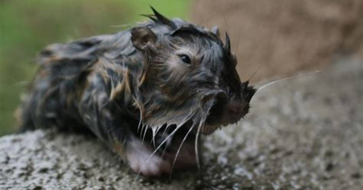 Can Rats Be Drowned