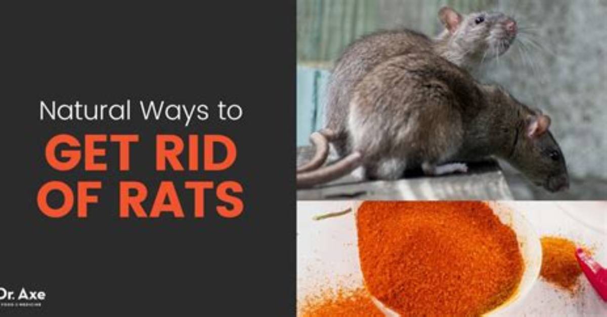 Can Rats Harm You?