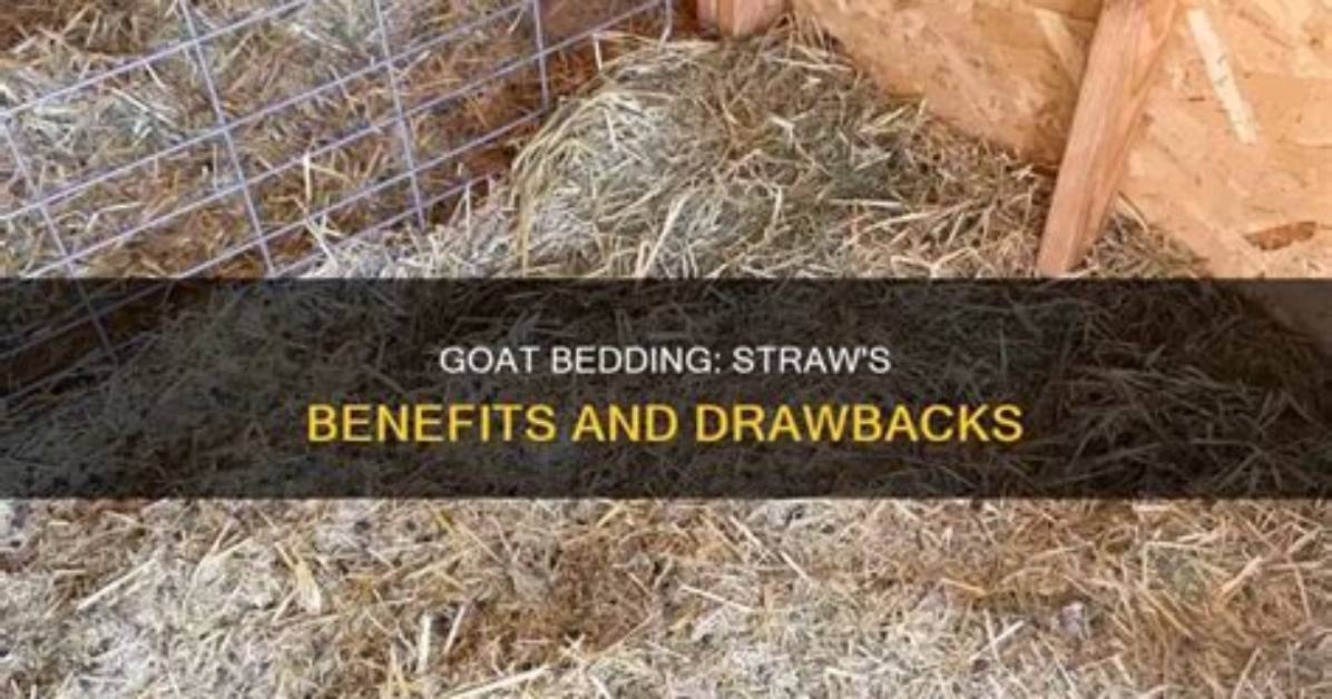 Can Rats Use Straw for Bedding?