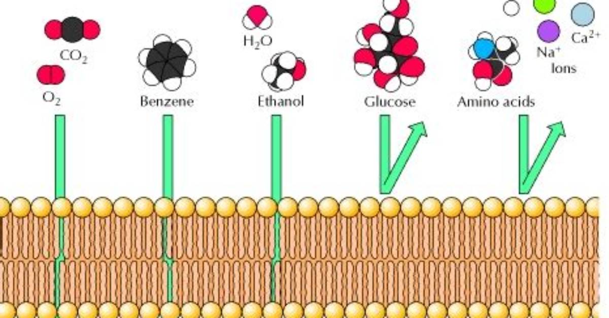 Can Readily Diffuse Across a Lipid Bilayer?