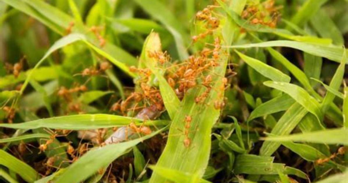 Can Red Ants Kill Grass