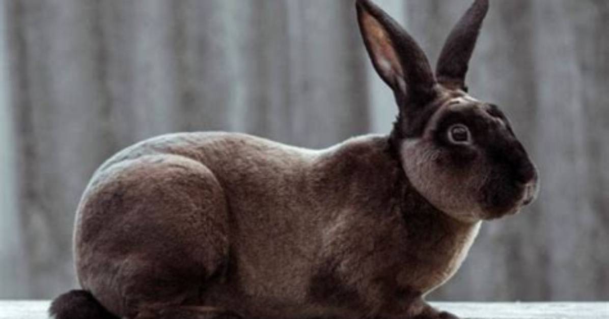 Can Rex Rabbits Live Outside?