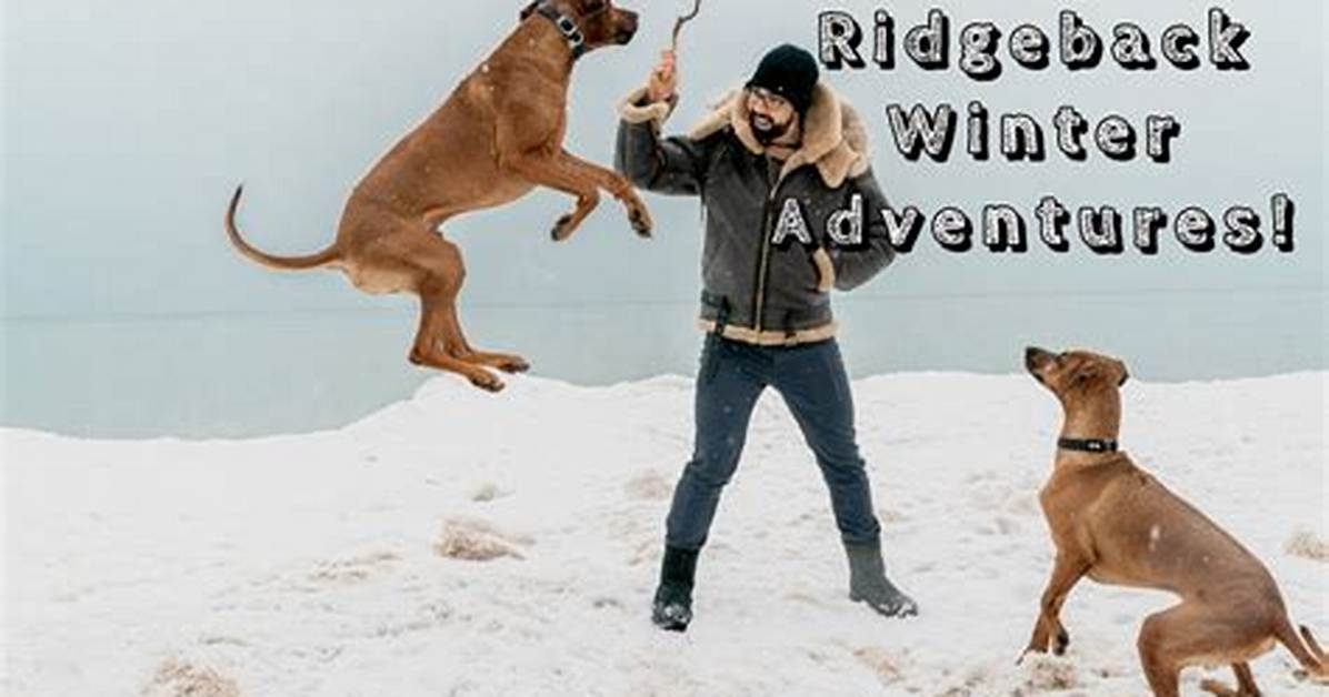 Can Rhodesian Ridgebacks Handle Cold Weather?