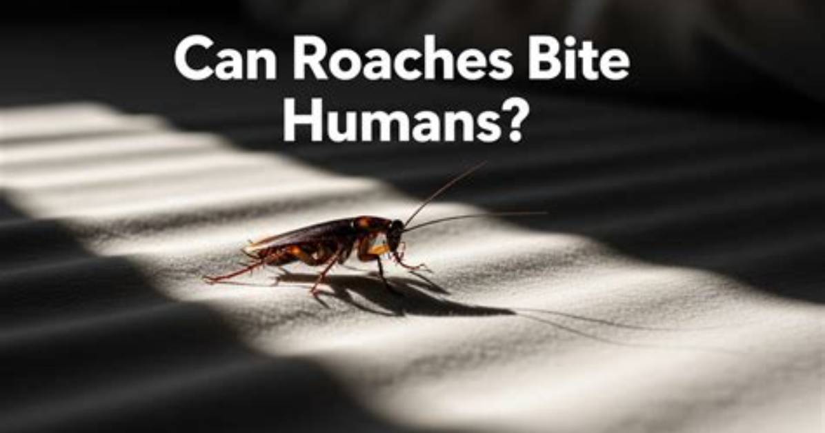 Can Roaches Bite You?