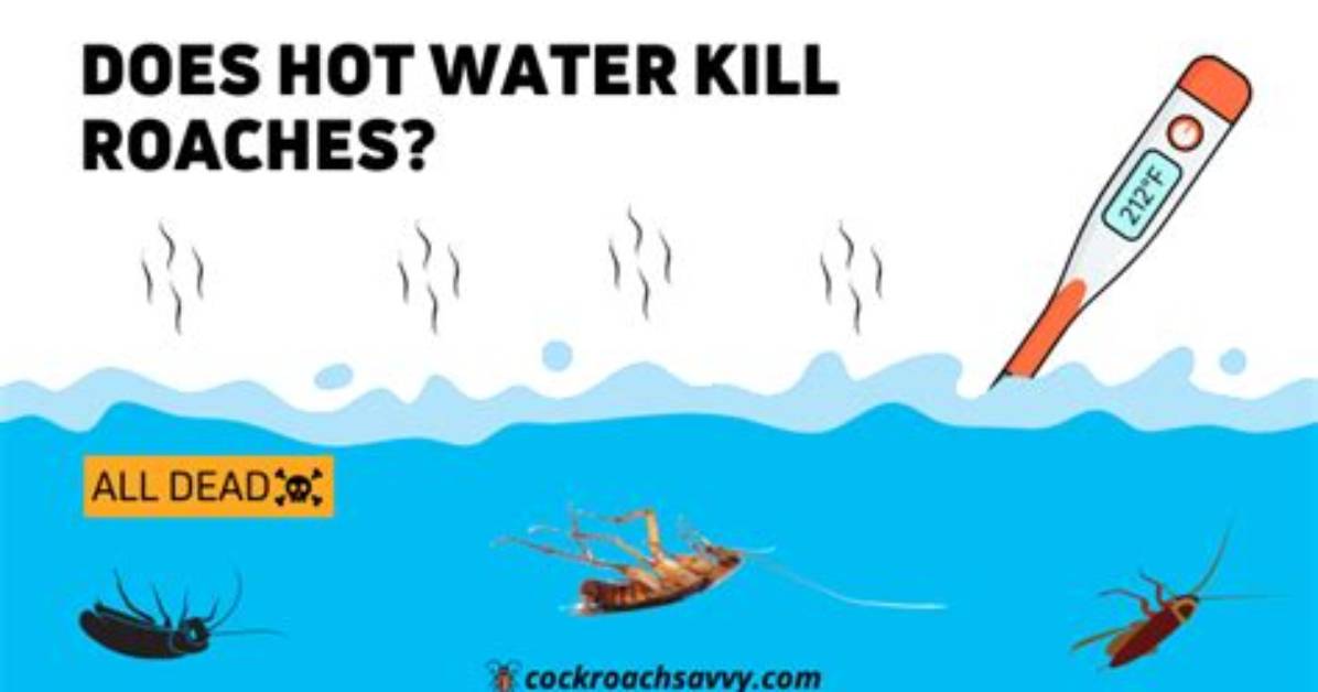 Can Roaches Drown?