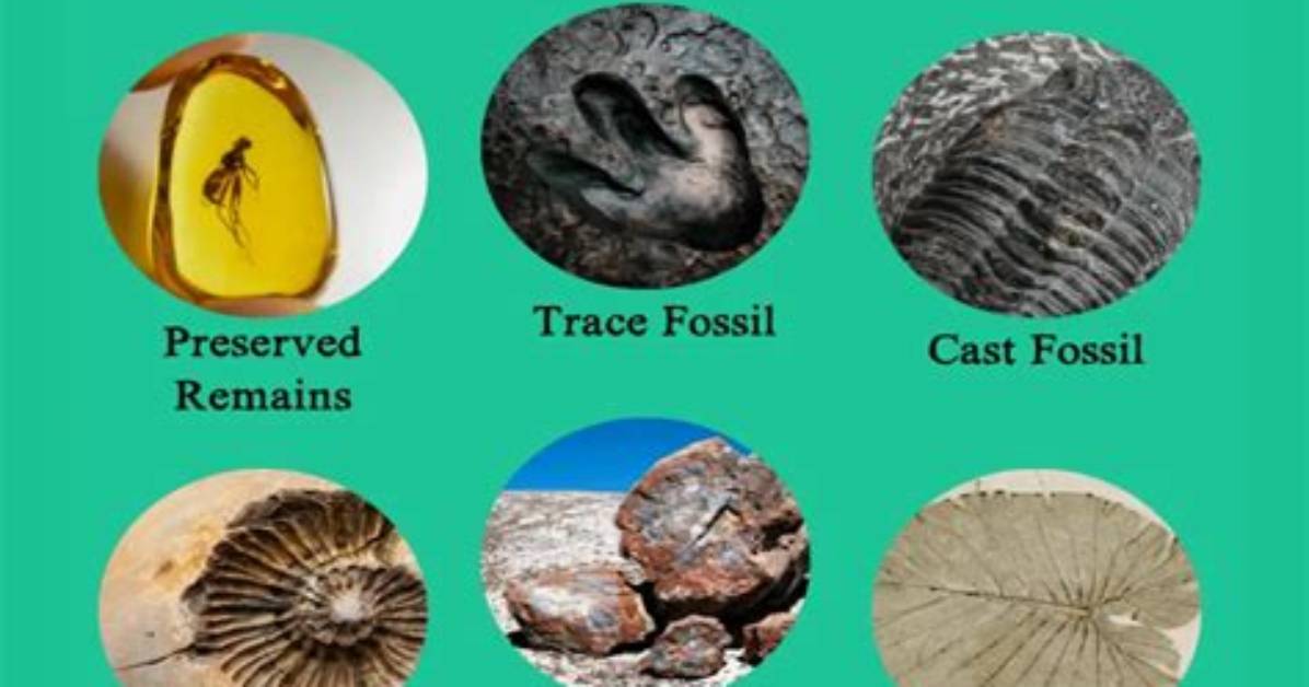 Can Rocks Be Fossilized?