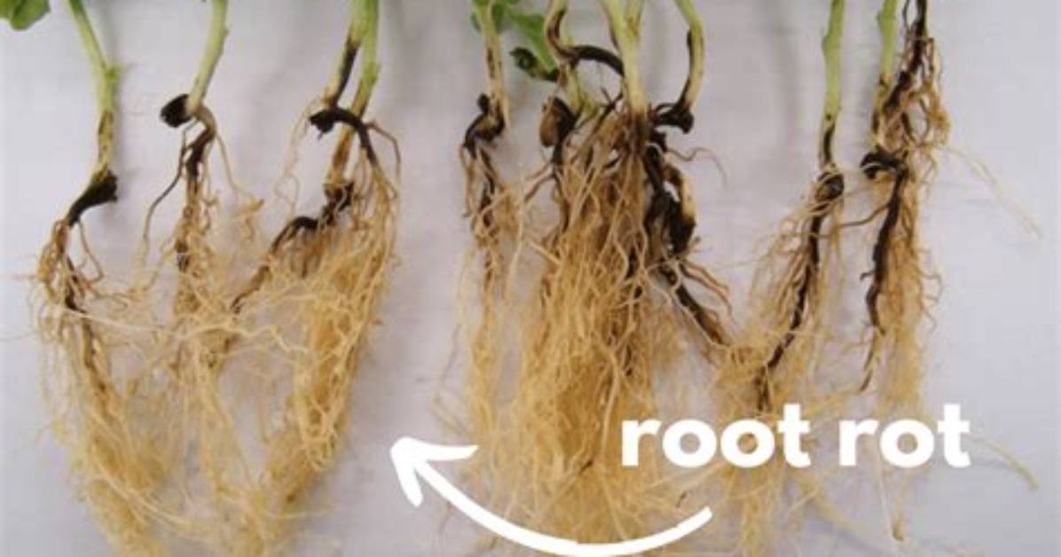 Can Root Rot Be Reversed