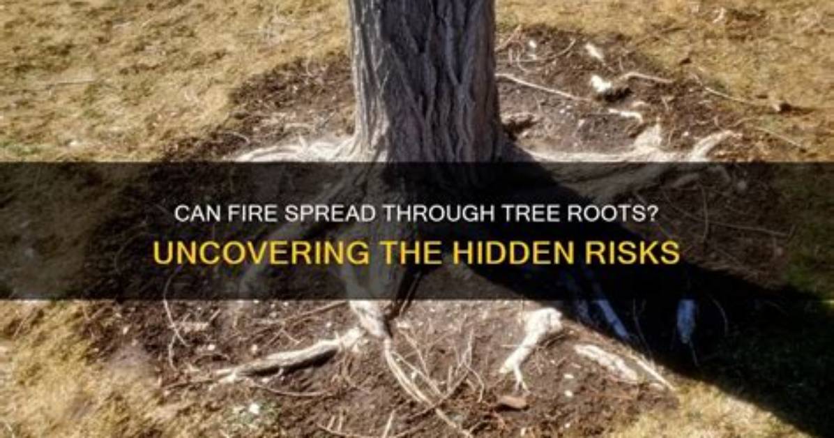 Can Roots Spread