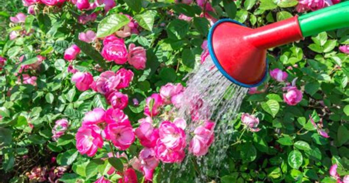 Can Roses Be Overwatered