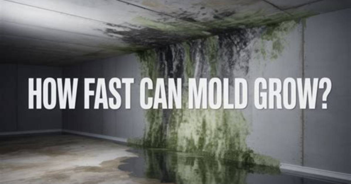 Can Rubber Grow Mold
