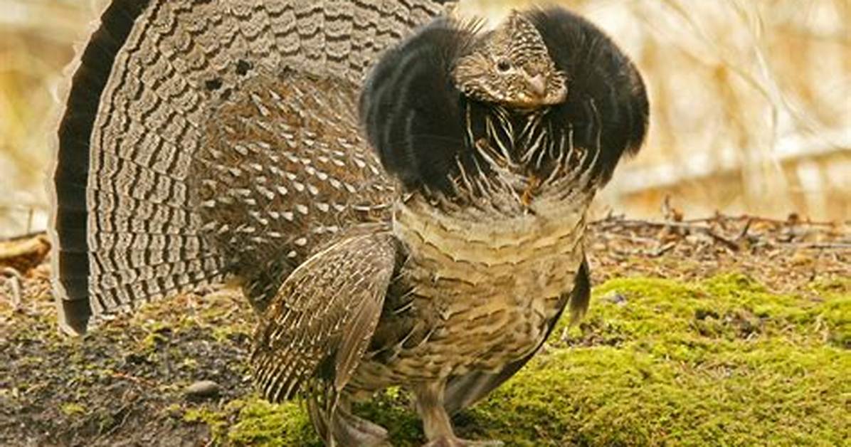 Can Ruffed Grouse Fly?