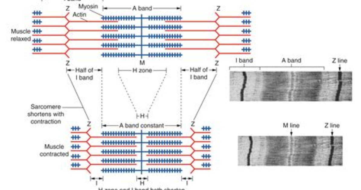 Can Sarcomere Change Length?