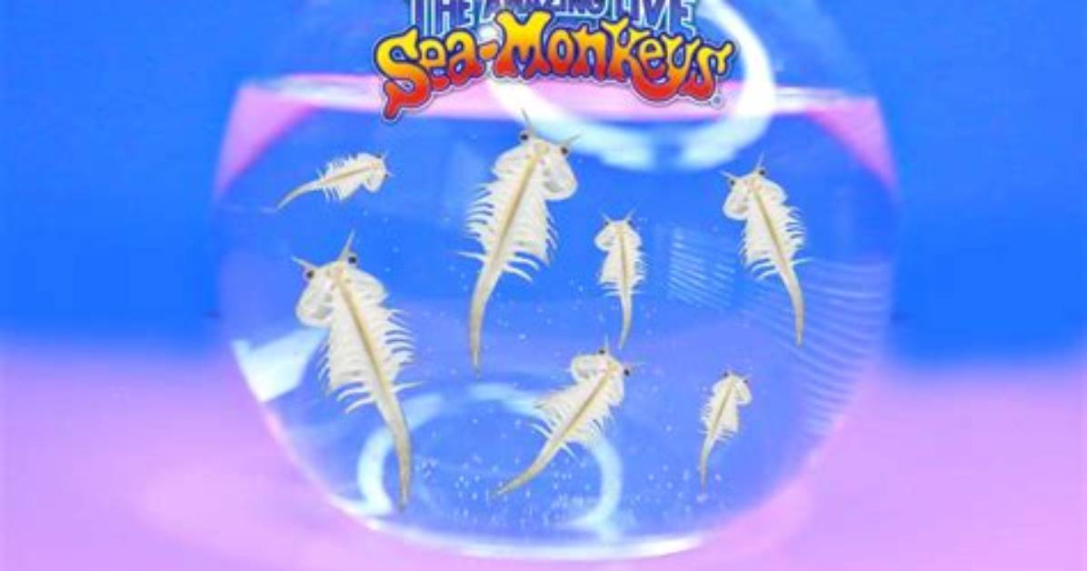 Can Sea Monkeys Mate?