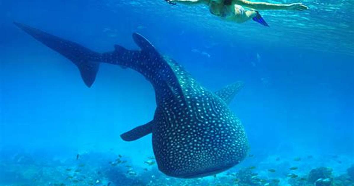 Can Sharks Swim Vertically?