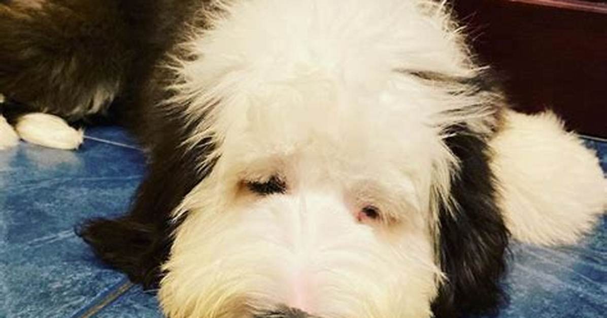 Can Sheepdogs Be Aggressive?