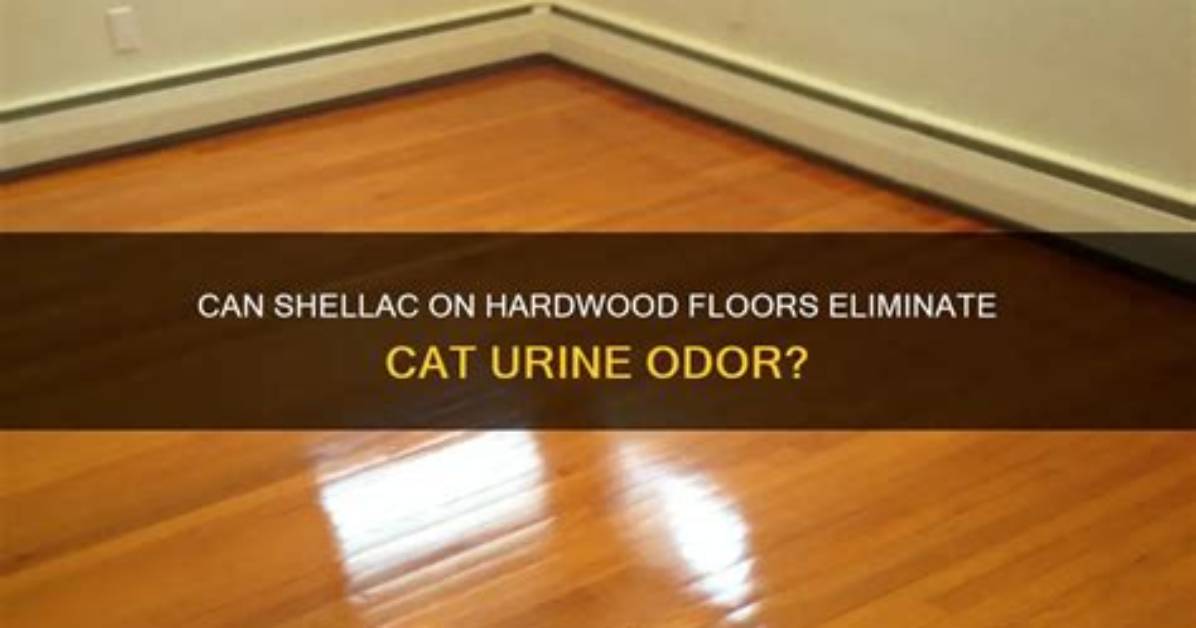 Can Shellac Be Used on Floors